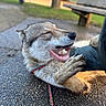 dog, outdoor, pavement, leash, hand, pet, closeup, happy, relaxed, bench, blurred_background, nature, grass, fur, animal, canine, collar, scratching, companion, resting