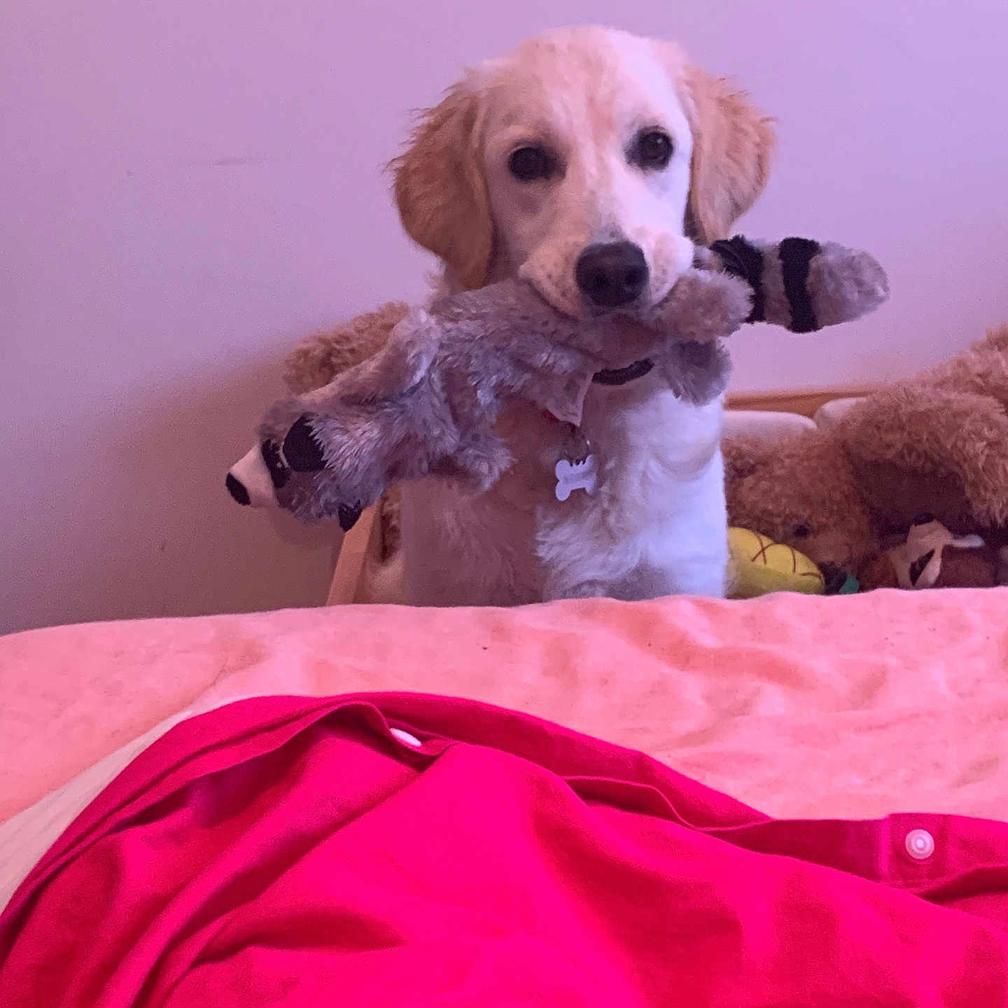 Vaya a rejoint le concours — aidez-le/la à gagner de superbes lots ! animal, bed, blanket, canine, cockerspaniel, couch, dog, furniture, goldenretriever, homedecor, hound, labradorretriever, linen, pet, plush, poodle, puppy, terrier, toy, whitedog