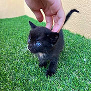 Kitty participe au concours pour gagner de l'argent avec cette photo : kitten, black_cat, blue_eyes, grass, hand, petting, outdoor, curious, young_animal, feline, small, cute, fur, whiskers, tail, playing, nature, animal, domestic_cat, closeup