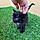 Kitty