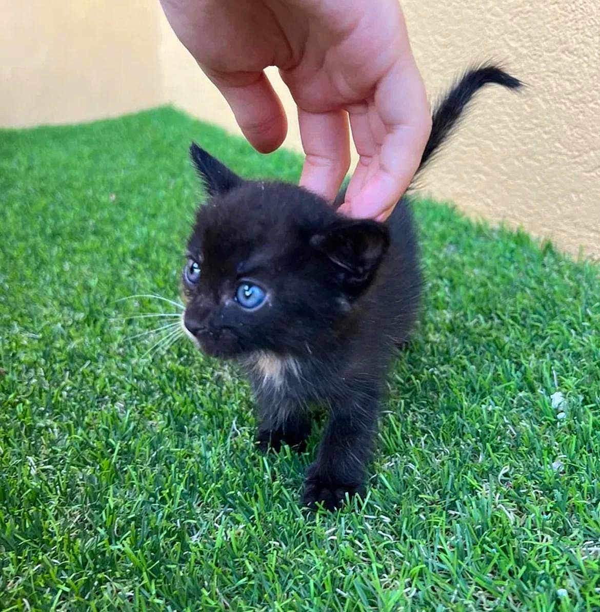 Kitty participe au concours pour gagner de l'argent avec cette photo : kitten, black_cat, blue_eyes, grass, hand, petting, outdoor, curious, young_animal, feline, small, cute, fur, whiskers, tail, playing, nature, animal, domestic_cat, closeup
