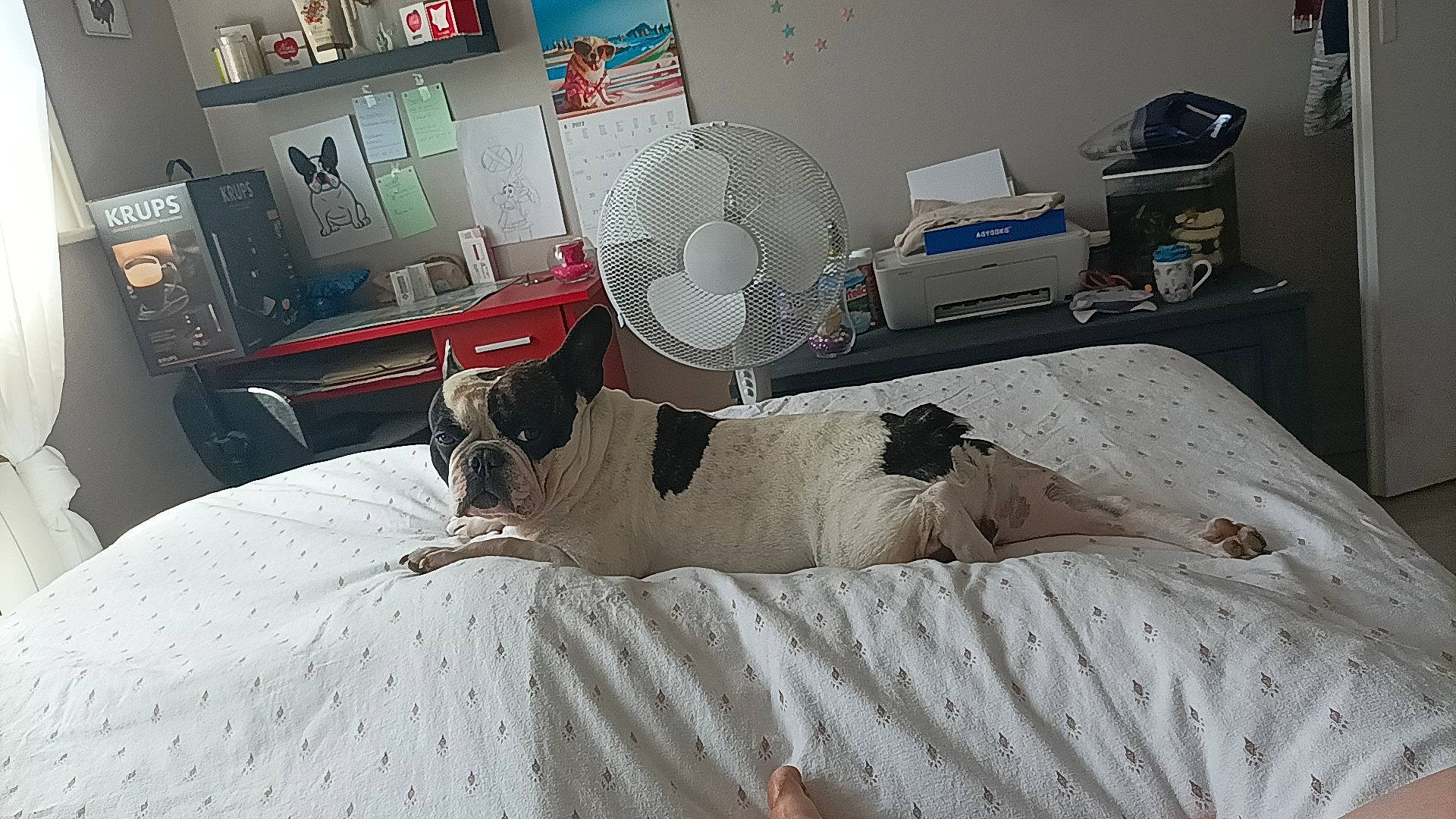 Bouly a rejoint le concours — aidez-le/la à gagner de superbes lots ! bed_frame, bedding, bedroom, carnivore, chair, comfort, companion_dog, dog, dog_breed, fawn, felidae, flooring, grey, interior_design, linens, living_room, picture_frame, small_to_medium_sized_cats, sporting_group, textile