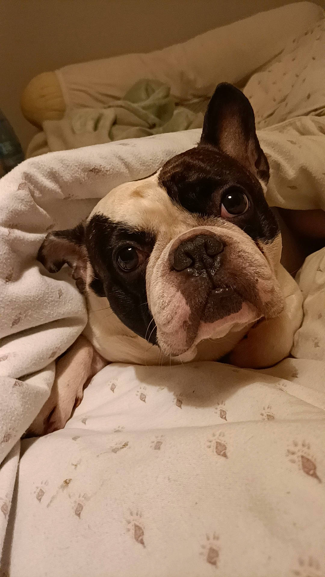 Bouly a rejoint le concours — aidez-le/la à gagner de superbes lots ! bulldog, canidae, carnivore, comfort, companion_dog, dog, dog_breed, ear, fawn, french_bulldog, molosser, non_sporting_group, old_english_bulldog, snout, sporting_group, terrestrial_animal, toy_dog, whiskers, working_animal, wrinkle