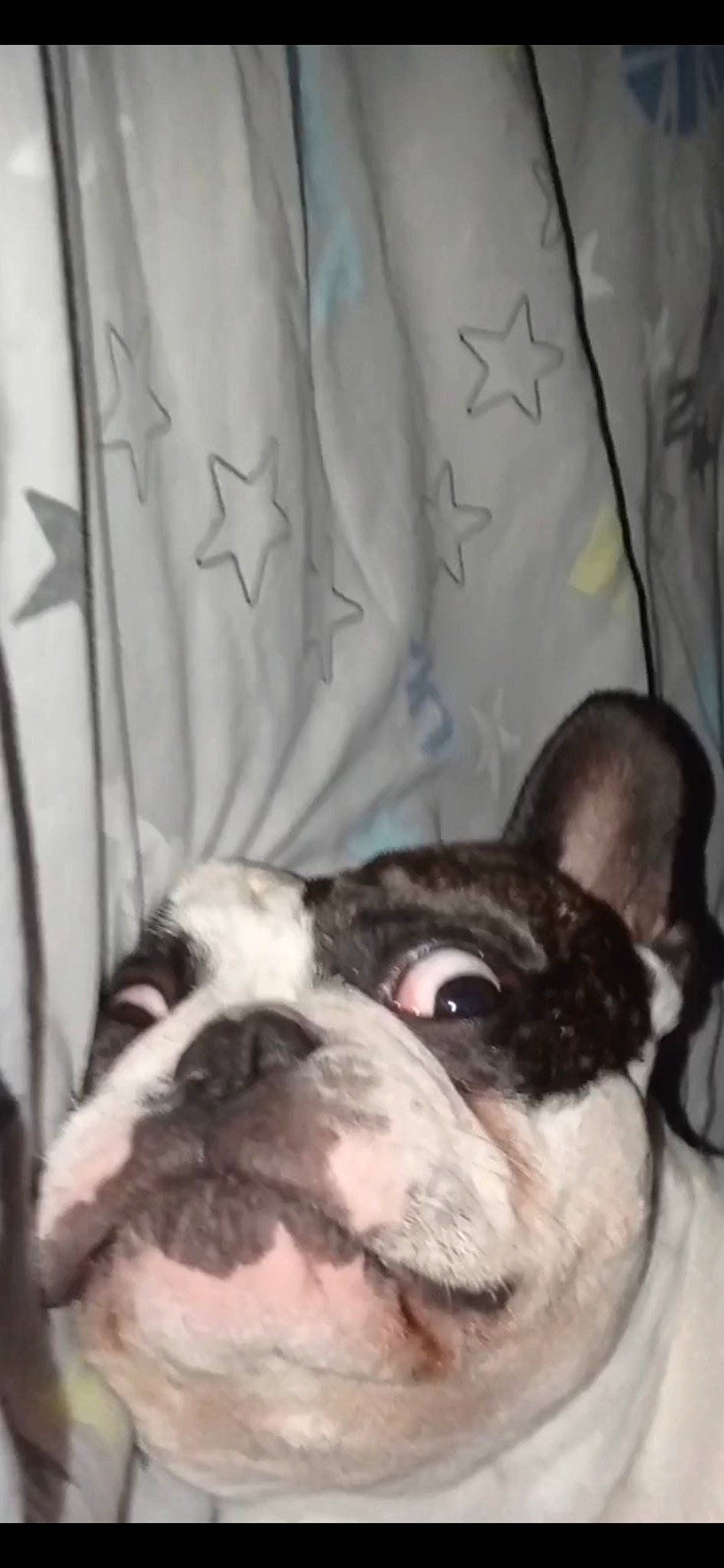 Bouly a rejoint le concours — aidez-le/la à gagner de superbes lots ! bored, bulldog, canidae, carnivore, comfort, companion_dog, curtain, dog, dog_breed, ear, eye, fawn, french_bulldog, fur, snout, sporting_group, terrestrial_animal, whiskers, working_animal, wrinkle