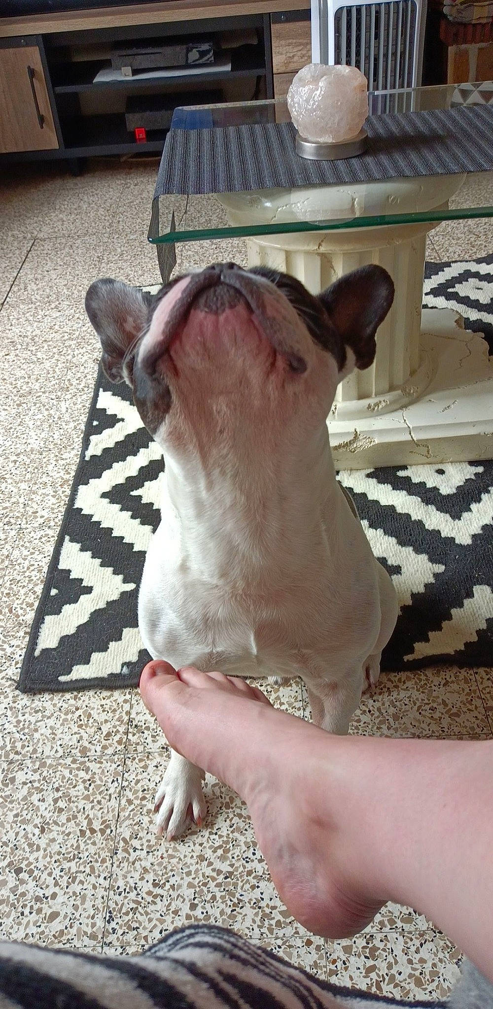 Bouly participe au concours pour gagner de l'argent avec cette photo : asphalt, canidae, carnivore, companion_dog, dog, dog_breed, domestic_pig, fawn, felidae, human_leg, livestock, road_surface, small_to_medium_sized_cats, snout, sporting_group, suidae, tableware, tail, whiskers, working_animal