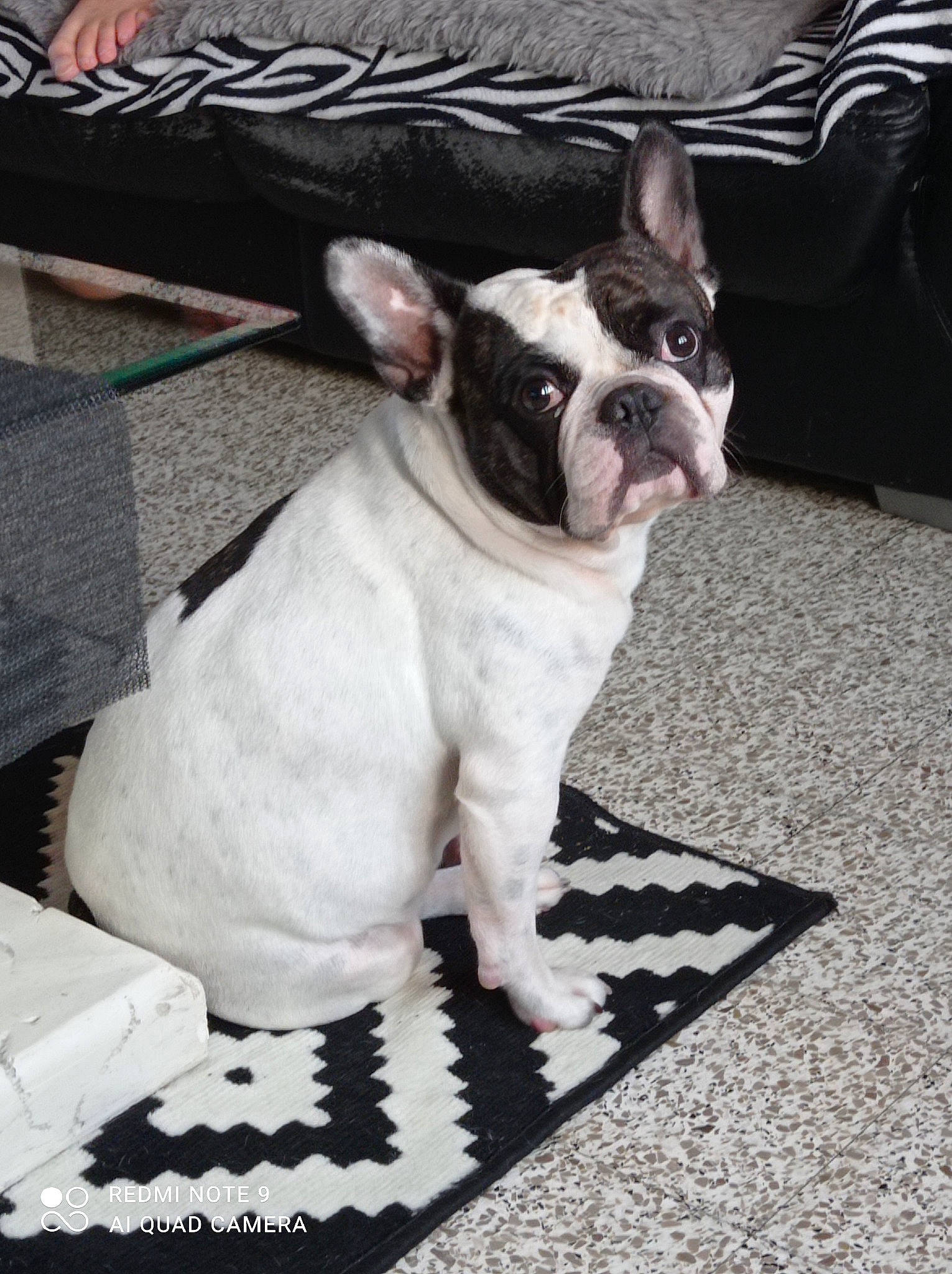 Bouly a rejoint le concours — aidez-le/la à gagner de superbes lots ! bulldog, canidae, carmine, carnivore, comfort, companion_dog, dog, dog_breed, ear, fawn, flooring, french_bulldog, non_sporting_group, pattern, snout, sporting_group, tail, terrestrial_animal, toy_dog, working_animal