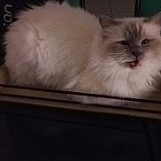 Sirius a rejoint le concours — aidez-le/la à gagner de superbes lots ! british_longhair, carnivore, cat, fawn, felidae, fur, ragdoll, small_to_medium_sized_cats, snout, tail, terrestrial_animal, whiskers