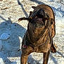 dog, canine, brindle, snow, stick, playing, outdoor, collar, tag, chain, teeth, mouth, close_up, pet, yard, fence, shadow, sunlight, winter, happy