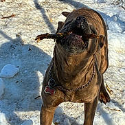 Hazel Marie is registered to the contest to win money with this photo: dog, canine, brindle, snow, stick, playing, outdoor, collar, tag, chain, teeth, mouth, close_up, pet, yard, fence, shadow, sunlight, winter, happy