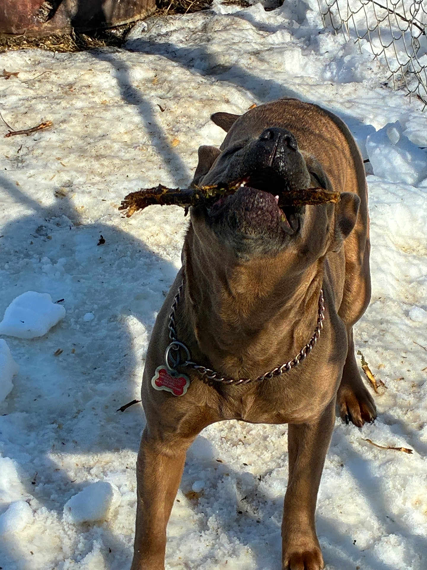 Hazel Marie is registered to the contest to win money with this photo: dog, canine, brindle, snow, stick, playing, outdoor, collar, tag, chain, teeth, mouth, close_up, pet, yard, fence, shadow, sunlight, winter, happy