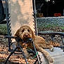 animal, brown, camping, chair, collar, daytime, dog, forest_floor, fur, golden_doodle, leaves, metal_frame, nature, outdoor, pet, recliner, relaxed, resting, shade, sunlight