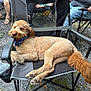 bandana, black_chair, camping_chair, casual, curly_fur, dog, gathering, gravel, gray_chair, hand, jeans, legs, nature, outdoor, people, relaxing, sandals, sleeping, tail, tshirt