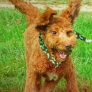Berkeley joined the competition — help win amazing prizes! active, animal, bandana, brown, canine, curly_hair, dog, ears, excited, field, fur, grass, happy, mouth_open, nature, outdoor, pet, playful, running, summer