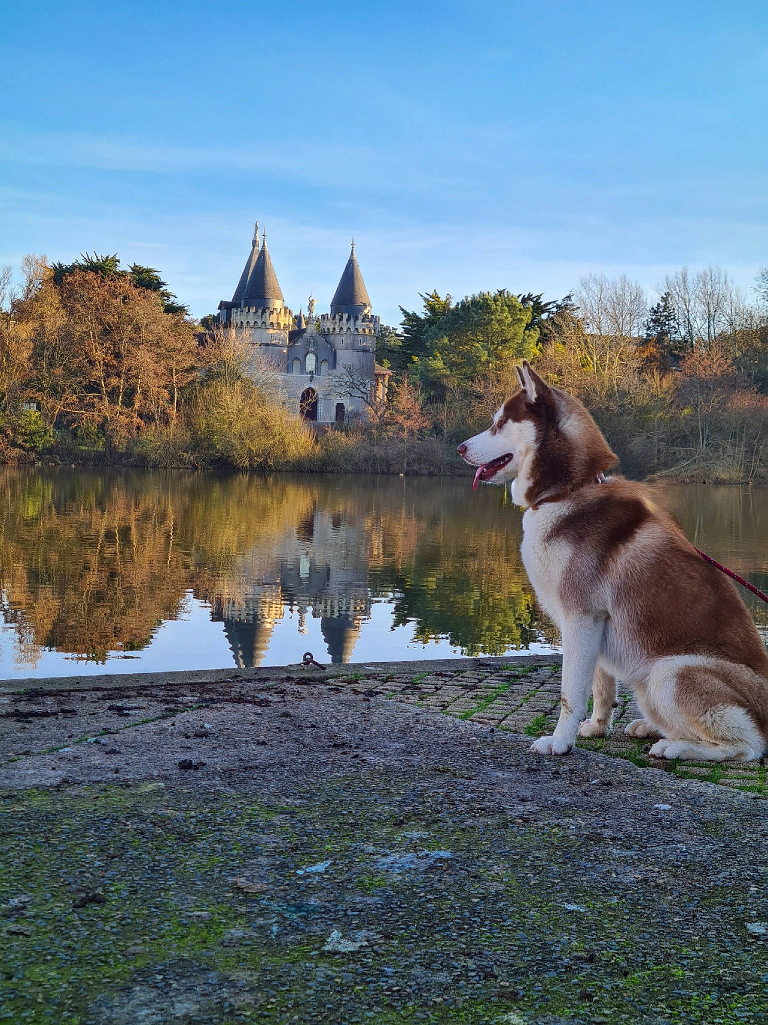Storm participe au concours pour gagner de l'argent avec cette photo : building, carnivore, cloud, companion_dog, dog, dog_breed, grass, herding_dog, lake, landscape, mountain, natural_landscape, plant, reservoir, sky, sled_dog, tail, tree, water, wildlife