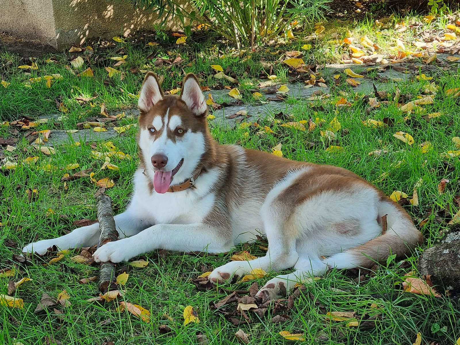 Storm a rejoint le concours — aidez-le/la à gagner de superbes lots ! ancient_dog_breeds, carnivore, companion_dog, dog, dog_breed, fawn, foot, grass, groundcover, non_sporting_group, plant, sporting_group, tail, terrestrial_animal, working_dog