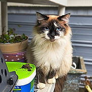 Thistle joined the competition — help win amazing prizes! blue_eyes, blurred_background, bucket, cat, closeup, domestic_animal, fur, long_hair, outdoor, paws, pet, planter, plastic_container, porch, portrait, pot, ragdoll, shelf, sitting, whiskers