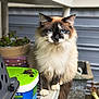 blue_eyes, blurred_background, bucket, cat, closeup, domestic_animal, fur, long_hair, outdoor, paws, pet, planter, plastic_container, porch, portrait, pot, ragdoll, shelf, sitting, whiskers