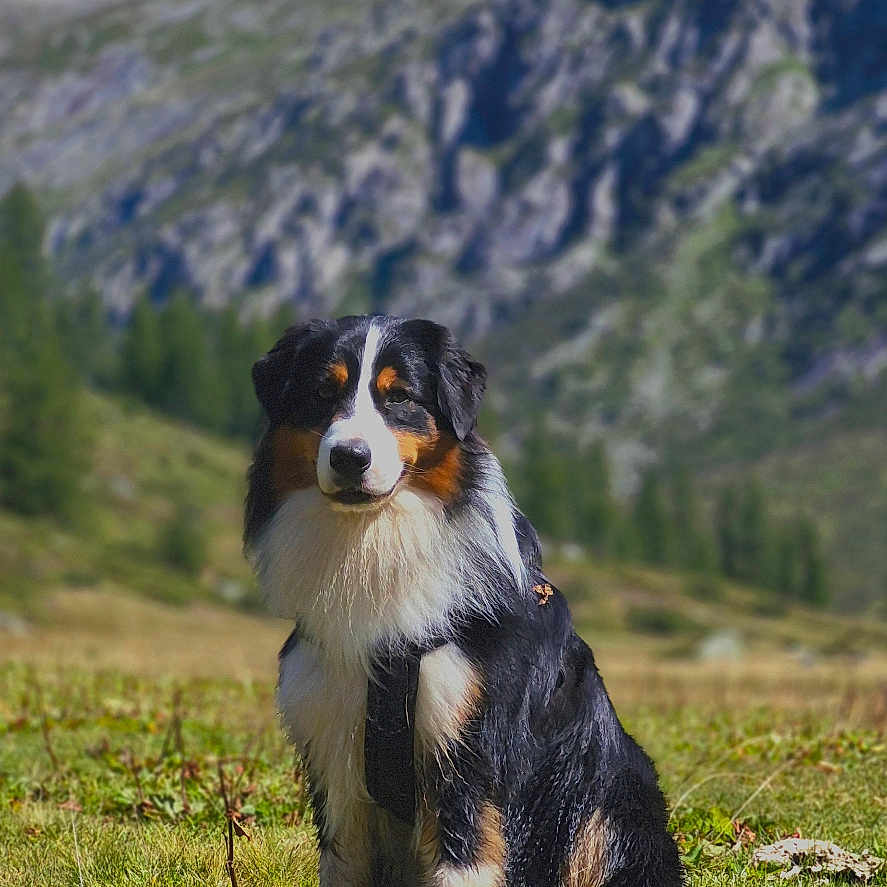 Inu