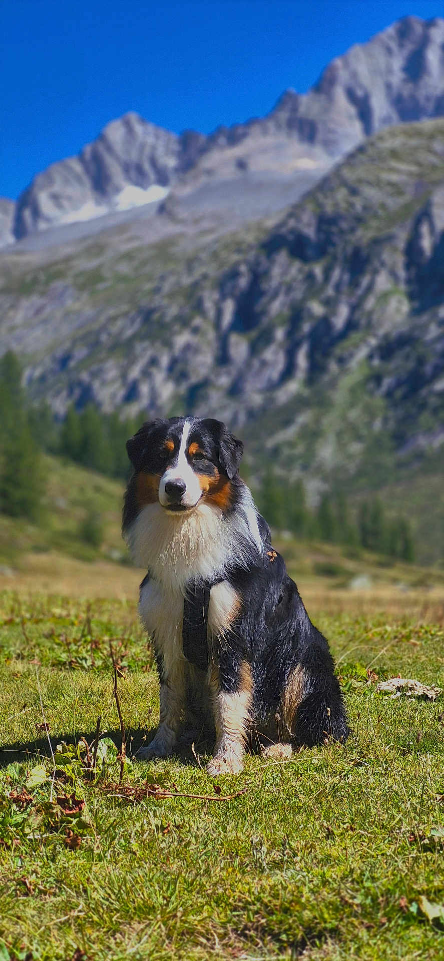 Inu