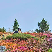 Inu a rejoint le concours — aidez-le/la à gagner de superbes lots ! dog, wildflowers, hill, nature, outdoor, greenery, trees, sky, colorful, scenic, landscape, flora, canine, sitting, peaceful, summer, bright, vibrant, bushes, serene