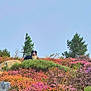 dog, wildflowers, hill, nature, outdoor, greenery, trees, sky, colorful, scenic, landscape, flora, canine, sitting, peaceful, summer, bright, vibrant, bushes, serene