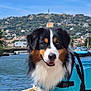 Inu participe au concours pour gagner de l'argent avec cette photo : dog, boat, water, river, life_jacket, outdoor, sky, clouds, bridge, hill, buildings, animal, pet, fur, happy, nature, summer, sunlight, travel, adventure