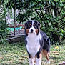 dog, tricolor, outdoor, grass, garden, fence, greenery, pet, animal, canine, standing, alert, nature, yard, bush, fur, mammal, domestic_animal, leaves, tree