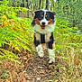 Inu participe au concours pour gagner de l'argent avec cette photo : dog, forest, trail, ferns, trees, nature, outdoor, happy, running, canine, animal, greenery, path, leaves, smiling, fur, daylight, adventure, wildlife, excited