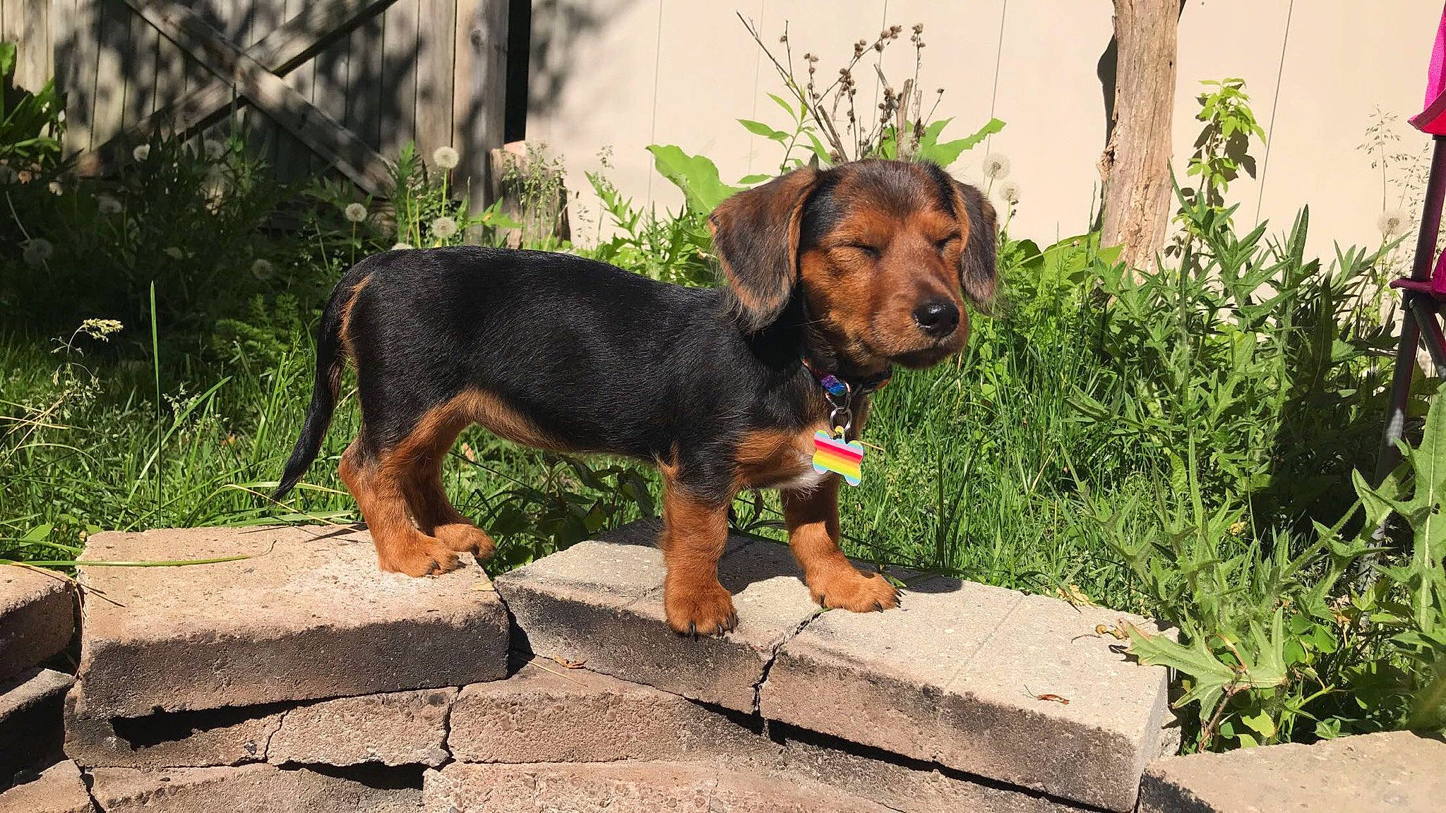 Daisy joined the competition — help win amazing prizes! alpine_dachsbracke, black_and_tan_terrier, bruno_jura_hound, canidae, carnivore, companion_dog, dog, dog_breed, fawn, hound, hunting_dog, mammal, polish_hound, puppy, rare_breed_dog, serbian_hound, transylvanian_hound, vertebrate
