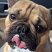 Sosa joined the competition — help win amazing prizes! dog, french_bulldog, pet, whipped_cream, tongue, close_up, car_interior, cute, animal, licking, brown_fur, face, snout, food, treat, funny, expression, playful, nose, domestic_animal