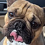 dog, french_bulldog, pet, whipped_cream, tongue, close_up, car_interior, cute, animal, licking, brown_fur, face, snout, food, treat, funny, expression, playful, nose, domestic_animal