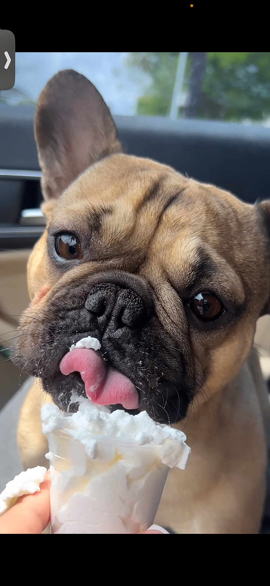 Sosa joined the competition — help win amazing prizes! dog, french_bulldog, pet, whipped_cream, tongue, close_up, car_interior, cute, animal, licking, brown_fur, face, snout, food, treat, funny, expression, playful, nose, domestic_animal