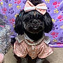 Germani joined the competition — help win amazing prizes! accessory, adorable, animal, black_fur, bow, carpet, clothing, costume, cute, decor, dog, furry, indoor, patterned_blanket, pearl_necklace, pet, pink_outfit, portrait, sitting, small_dog