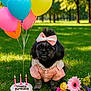 Germani is registered to the contest to win money with this photo: balloons, birthday_cake, candles, celebration, cute, daylight, dog, festive, flower_bouquet, flowers, grass, green, outdoor, park, pet_clothing, pink, portrait, purple, small_dog, yellow