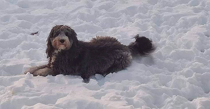 Ozzy is registered to the contest to win money with this photo: canidae, carnivore, companion_dog, dog, dog_breed, freezing, labradoodle, liver, snow, sporting_group, terrier, watch, water_dog, winter