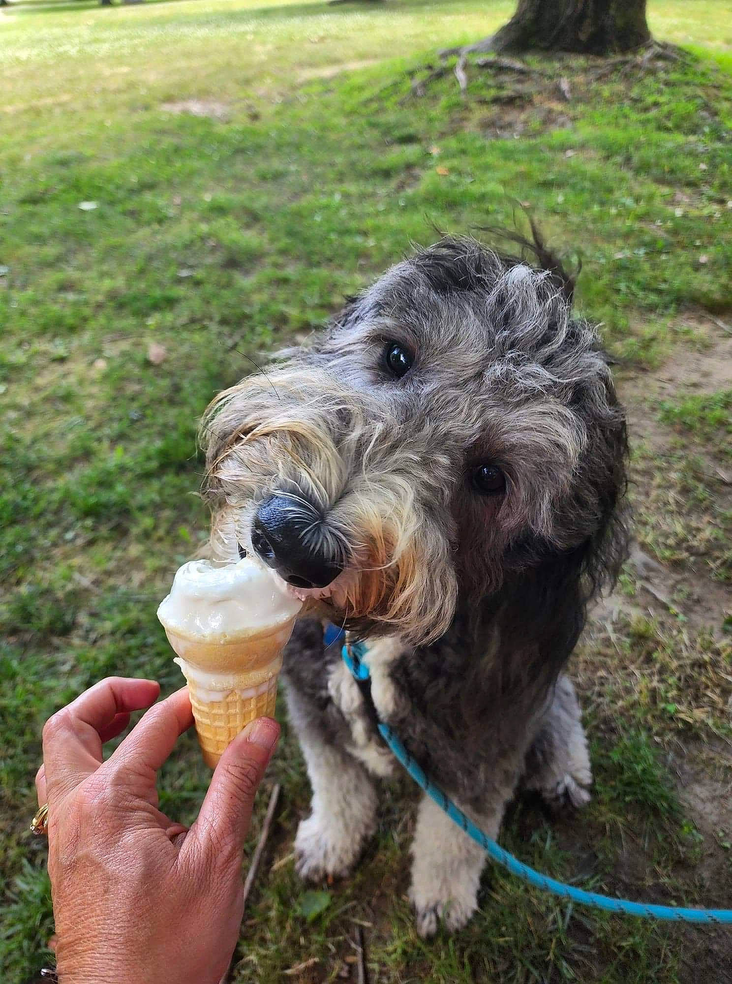 Ozzy is registered to the contest to win money with this photo: airedale_terrier, canidae, carnivore, companion_dog, dog, dog_breed, food, fur, grass, ice_cream_cone, plant, schnauzer, small_terrier, sporting_group, standard_schnauzer, terrier, water_dog, welsh_terrier, wire_hair_fox_terrier, working_animal