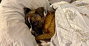 Marley joined the competition — help win amazing prizes! bed, blanket, blanket_pattern, brindle, comfort, cozy, curled_up, cute, dog, domestic_animal, furniture, headboard, indoor, pet, pillow, relaxed, resting, sleep, sleepy, snug