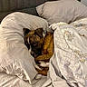 bed, blanket, blanket_pattern, brindle, comfort, cozy, curled_up, cute, dog, domestic_animal, furniture, headboard, indoor, pet, pillow, relaxed, resting, sleep, sleepy, snug