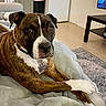 Marley joined the competition — help win amazing prizes! animal, blanket, brindle, brown, canine, collar, comfort, dog, floor, fur, furniture, home, indoor, lying_down, pet, relaxed, rug, table, tag, white