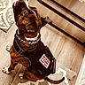 Marley joined the competition — help win amazing prizes! animal, appliance, brindle, canine, collar, dog, domestic, flooring, handle, indoor, kitchen, looking_up, obedient, pattern, pet, rug, service_dog, sitting, training_vest, wood_floor
