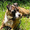alert, animal, brindle, canine, collar, daytime, dog, ears, fur, grass, greenery, muzzle, nature, outdoor, pet, portrait, resting, summer, sunlight, tag