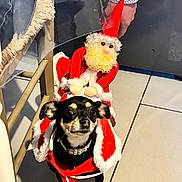 Pia participe au concours pour gagner de l'argent avec cette photo : dog, small_dog, pet, santa_costume, plush_santa, toy, christmas, festive, black_fur, collar, indoor, tile_floor, looking_up, big_eyes, ears, paws, accessory, person_arm, chair_leg, decorative_fur