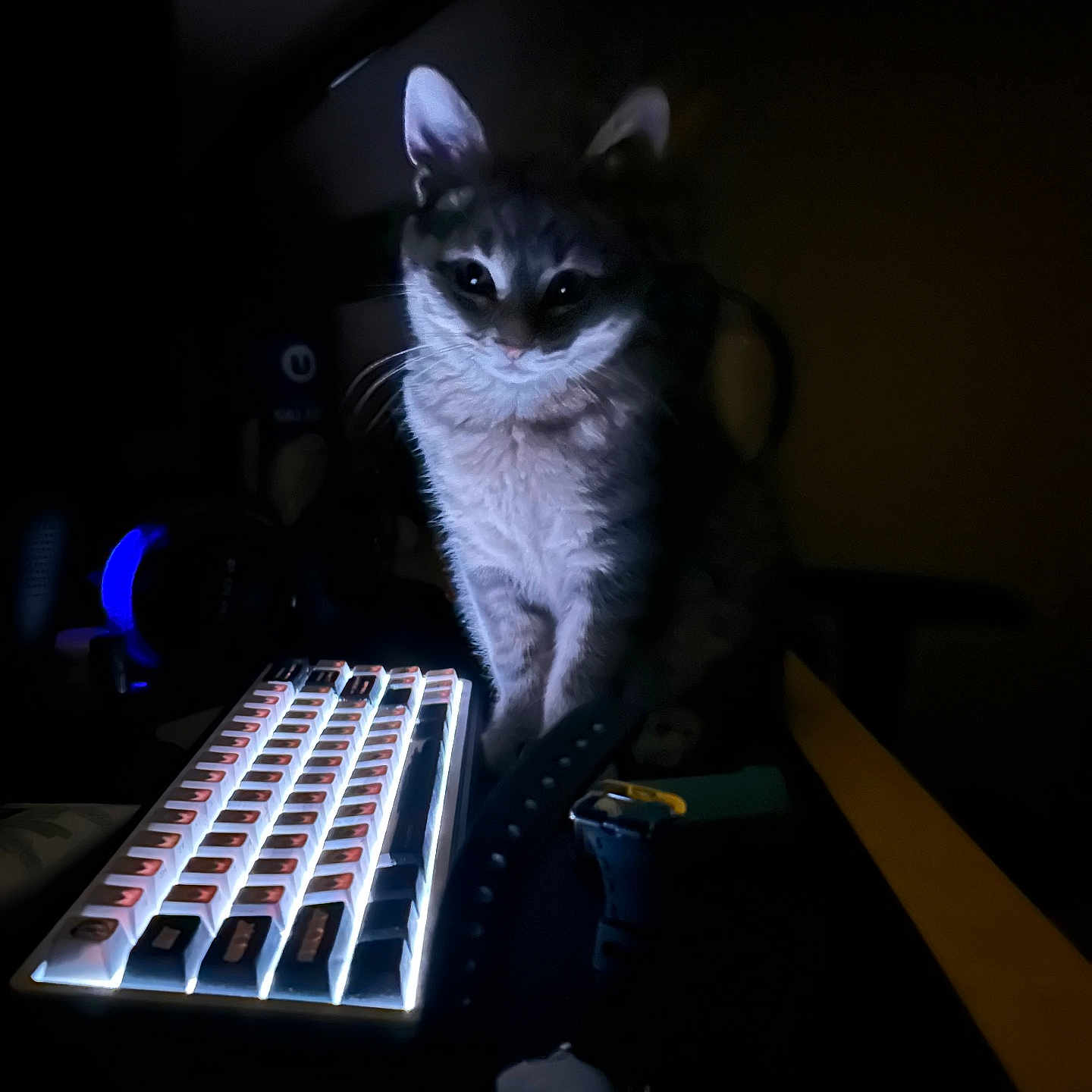 Billy a rejoint le concours — aidez-le/la à gagner de superbes lots ! animal, cat, computer, computerhardware, computerkeyboard, desk, electronics, furniture, hardware, keyboard, kitten, laptop, manx, monitor, musicalinstrument, pc, pet, piano, screen, table