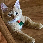 Princess Anna is registered to the contest to win money with this photo: cat, kitten, orange_tabby, pet, collar, bell, wooden_floor, cute, feline, animal, indoor, relaxed, young_cat, playful, fur, whiskers, ears, paws, domestic_cat, curious