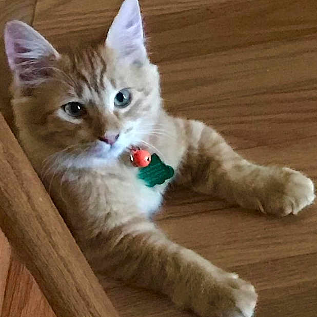 Princess Anna is registered to the contest to win money with this photo: cat, kitten, orange_tabby, pet, collar, bell, wooden_floor, cute, feline, animal, indoor, relaxed, young_cat, playful, fur, whiskers, ears, paws, domestic_cat, curious