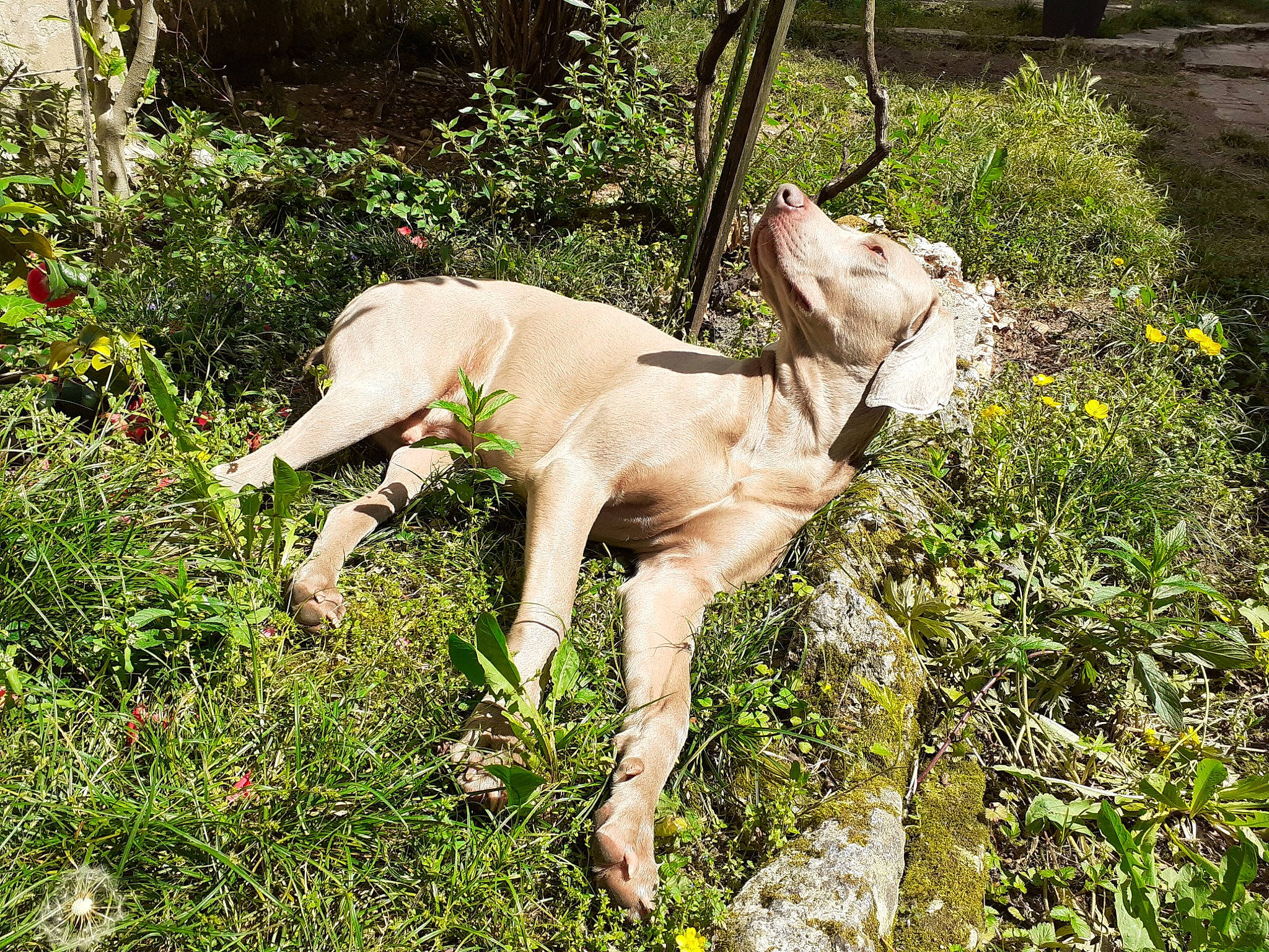 Octave participe au concours pour gagner de l'argent avec cette photo : ancient_dog_breeds, canidae, carnivore, collar, companion_dog, cow_goat_family, dog, dog_breed, fawn, goats, grass, groundcover, leash, plant, shrub, snout, sporting_group, tail, terrestrial_animal, working_animal