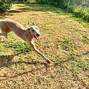 Isabelle Belaid participe au concours pour gagner de l'argent avec cette photo : dog, running, outdoor, grass, sunlight, playful, canine, pet, ears, tongue, happy, yard, fence, nature, animal, summer, motion, daylight, greenery, energetic