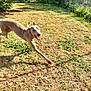 dog, running, outdoor, grass, sunlight, playful, canine, pet, ears, tongue, happy, yard, fence, nature, animal, summer, motion, daylight, greenery, energetic