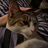 Meeko joined the competition — help win amazing prizes! animal, bedroom, cat, closeup, comfort, companion, cozy, domestic_cat, feline, fur, hand, indoor, paw, pet, relaxed, resting, sleepy, soft_light, striped_blanket, whiskers