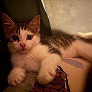 Meeko is registered to the contest to win money with this photo: adorable, animal, cat, closeup, cozy, cute, ears, eyes, feline, fur, indoor, kitten, laying, paw, pet, relaxed, small, soft, whiskers, young
